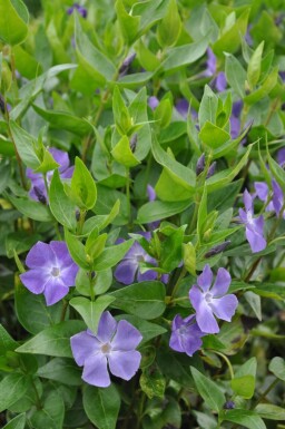 Großes Immergrün Vinca major 5-10 Topf 9x9 cm (P9)