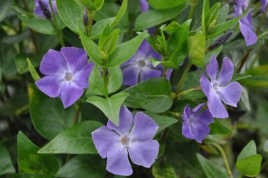 Großes Immergrün Vinca major 5-10 Topf 9x9 cm (P9)