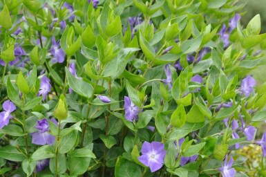 Großes Immergrün Vinca major 5-10 Topf 9x9 cm (P9)