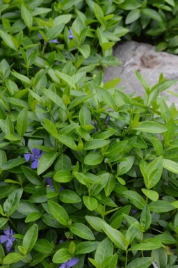 Pervenche mineure Vinca minor 5-10 Pot 9x9 cm (P9)