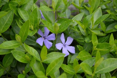 Pervenche mineure Vinca minor 5-10 Pot 9x9 cm (P9)