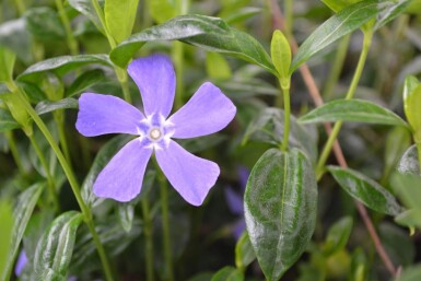 Vinca minor Vintergröna 5-10 i kruka P9