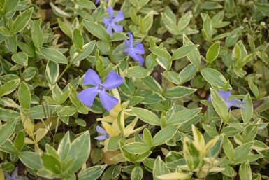 Vinca minor 'Argenteovariegata' Vintergröna 5-10 i kruka P9