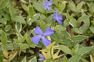 Liden singrøn Vinca minor 'Argenteovariegata' 5-10 potte P9