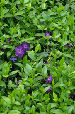 Liden singrøn Vinca minor 'Atropurpurea' 5-10 potte P9