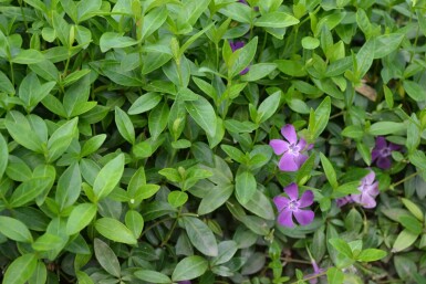 Vinca minor 'Atropurpurea' Vintergröna 5-10 i kruka P9