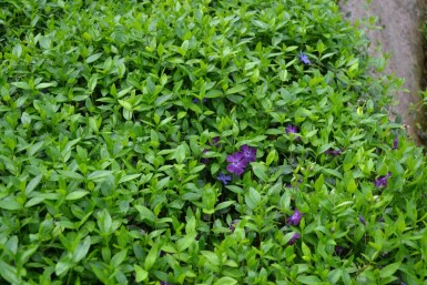 Liden singrøn Vinca minor 'Atropurpurea' 5-10 potte P9