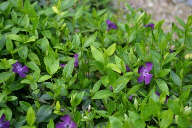 Liden singrøn Vinca minor 'Atropurpurea' 5-10 potte P9