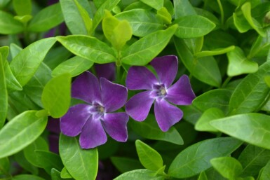 Liden singrøn Vinca minor 'Atropurpurea' 5-10 potte P9