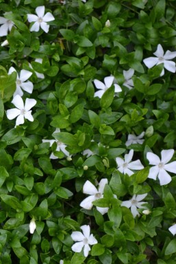 Kleinblättriges weißes Immergrün Vinca minor 'Gertrude Jekyll' 5-10 Topf 9x9 cm (P9)