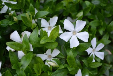 Kleinblättriges weißes Immergrün Vinca minor 'Gertrude Jekyll' 5-10 Topf 9x9 cm (P9)