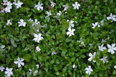 Kleinblättriges weißes Immergrün Vinca minor 'Gertrude Jekyll' 5-10 Topf 9x9 cm (P9)