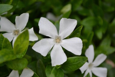 Vinca minor 'Gertrude Jekyll' Vintergröna 5-10 i kruka P9