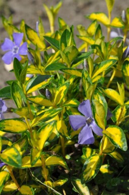 Vinca minor 'Illumination' Vintergröna 10-15 i kruka C2