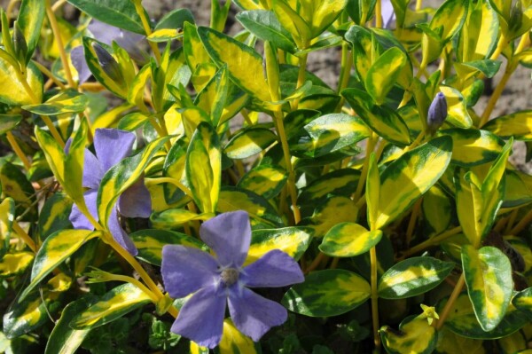 Vinca minor 'Illumination'