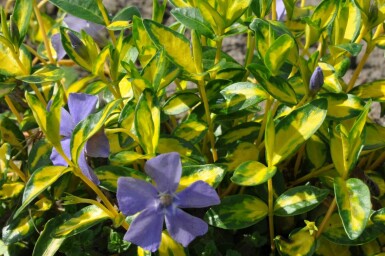 Vinca minor 'Illumination' Vintergröna 10-15 i kruka C2