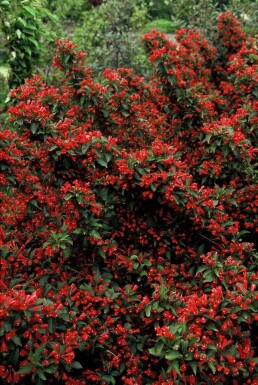 Klokkebusk Weigela 'Red Prince' busk 30-40 potte C3