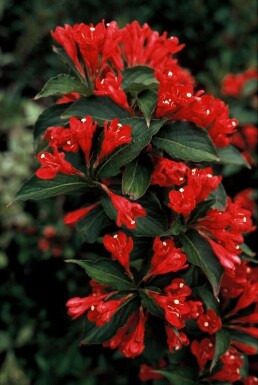 Weigelia Weigela 'Red Prince' Struik 30-40 Pot C3