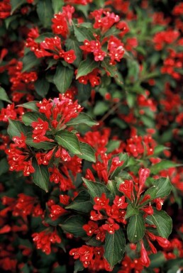 Weigela 'Red Prince' Prakttryar buske 30-40 i kruka C3