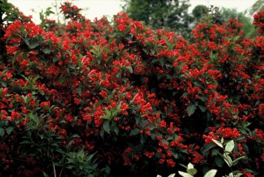 Weigela 'Red Prince' Prakttryar buske 30-40 i kruka C3