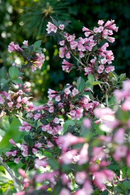 Weigélia fleuri Weigela florida 'Foliis Purpureis' Arbuste 30-40 Pot 3 l (C3)