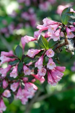 Weigélia fleuri Weigela florida 'Foliis Purpureis' Arbuste 30-40 Pot 3 l (C3)