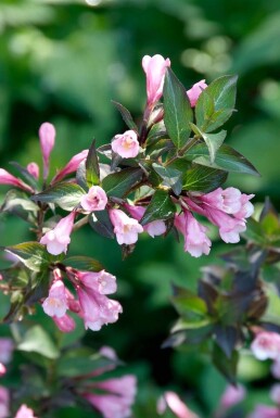 Weigela florida 'Foliis Purpureis' Rosenprakttry buske 30-40 i kruka C3