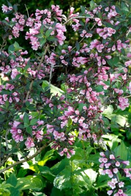 Weigelia Weigela florida 'Foliis Purpureis' Struik 30-40 Pot C3