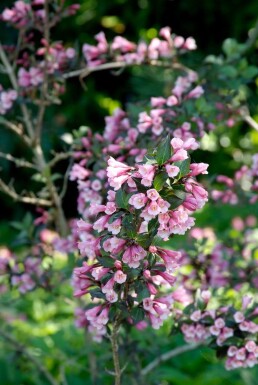 Weigela florida 'Foliis Purpureis' Rosenprakttry buske 30-40 i kruka C3