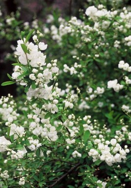 Exochorda × macrantha 'The Bride'