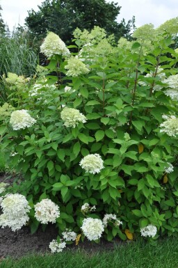 Hydrangea paniculata 'Limelight'