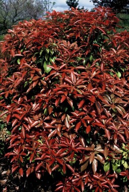 Pieris japonica 'Mountain Fire'