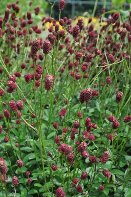 Sanguisorba officinalis 'Tanna' Blodtopp 5-10 i kruka C2