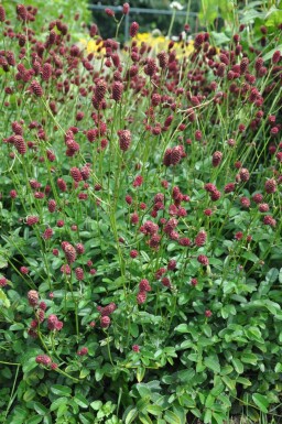 Purpur-Wiesenknopf Sanguisorba officinalis 'Tanna' 5-10 Topf 2 ltr. (C2)