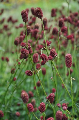 Sanguisorba officinalis 'Tanna' Blodtopp 5-10 i kruka C2