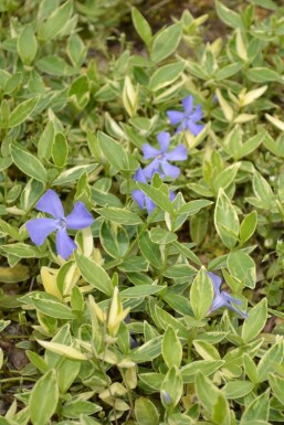 Vinca minor 'Argenteovariegata'