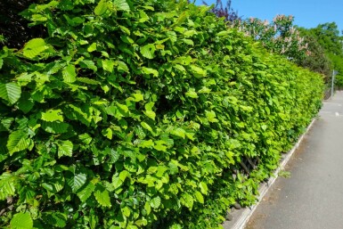 Almindelig avnbøg Carpinus betulus hæk 60-80 barrod