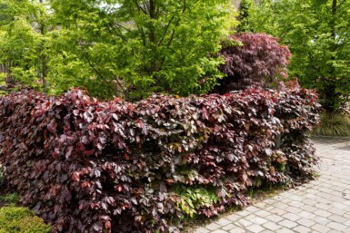 Blutbuche Fagus Sylvatica Atropunicea Hecke 40-60 Wurzel