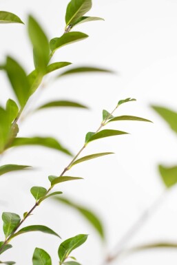 Storbladet liguster Ligustrum ovalifolium hæk 125-150 barrod