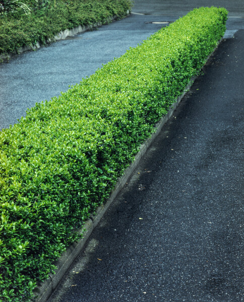 Liguster / Ligustrum Vulgare Wilde Liguster