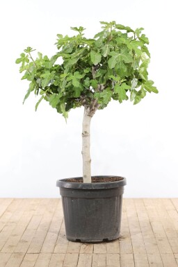 Ficus Carica