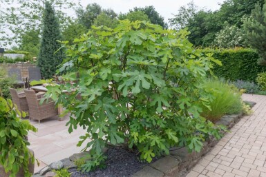 Feigenbaum / Ficus Carica bonsai 100-125 Topf