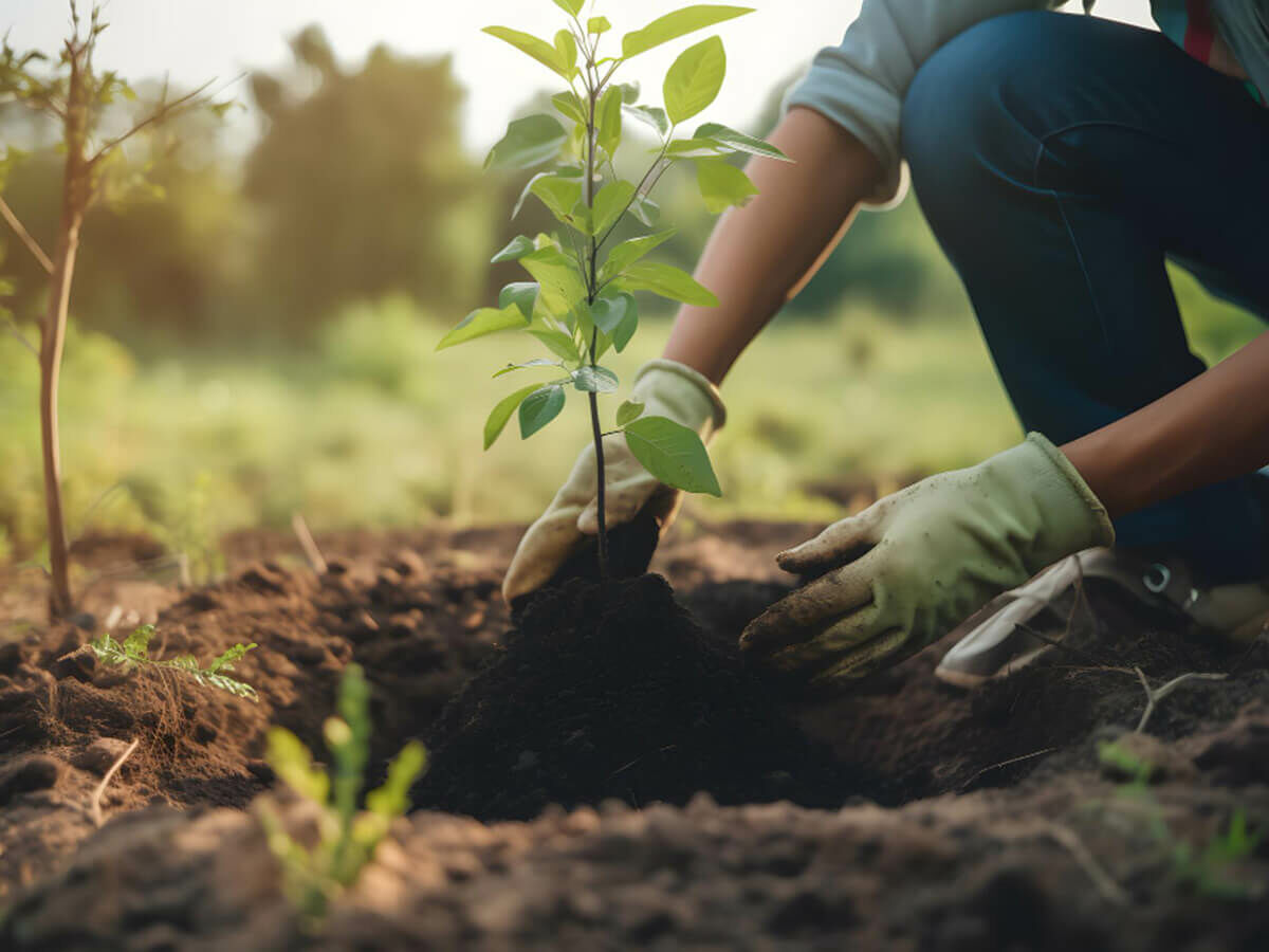 Hvornår kan man plante haveplanter og træer?