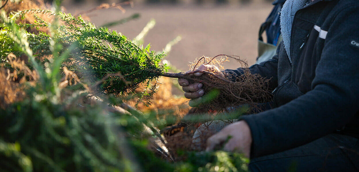 Wanneer kunt u tuinplanten en bomen aanplanten?