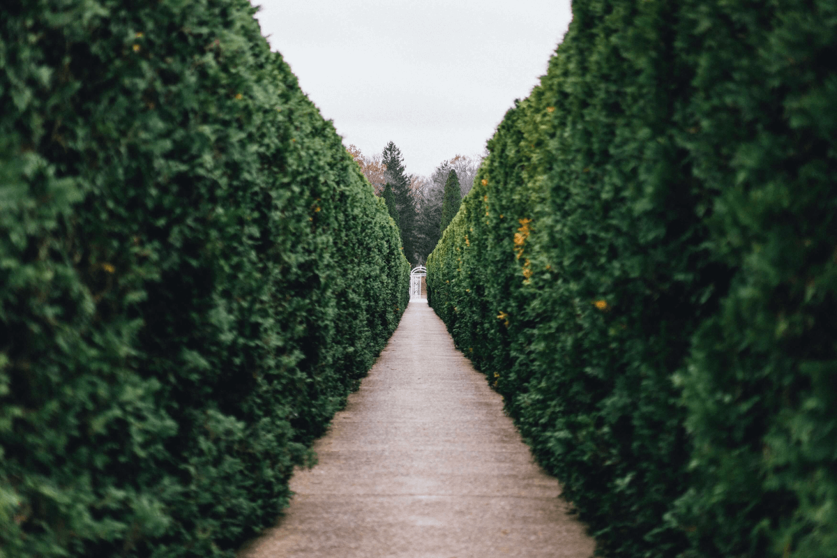 Heckenpflanzen sind mehr als nur eine tolle Möglichkeit, Ihren Garten abzugrenzen