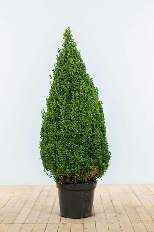 Buxus 'Pyramide'