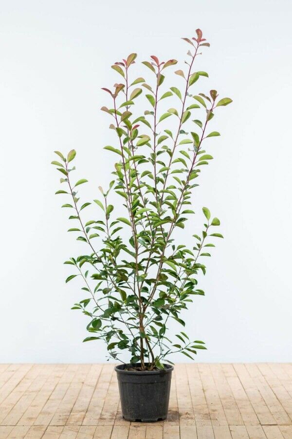 Photinia