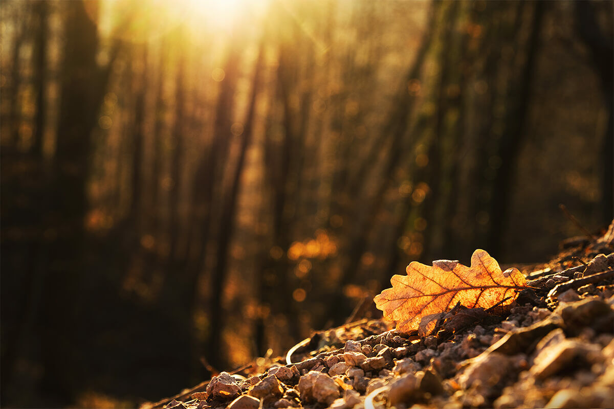 Herfsttuin