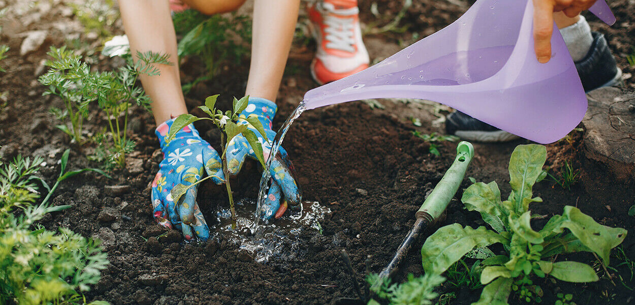 Stappenplan voor het aanplanten van tuinplanten, struiken en Mediterrane planten in de volle grond