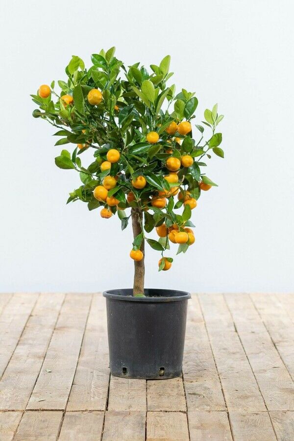 Calamondin